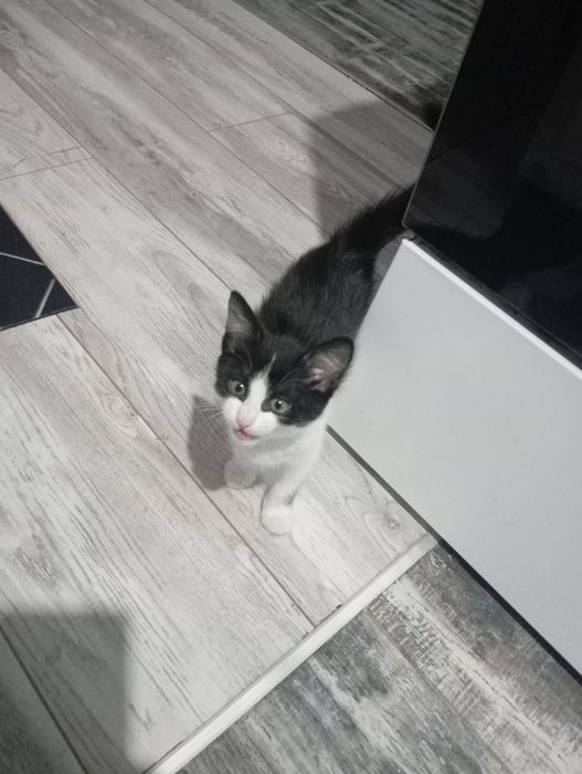 Отдам в добрые руки