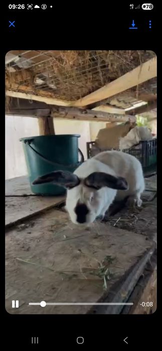 Vand 2 masculi urias de transilvania