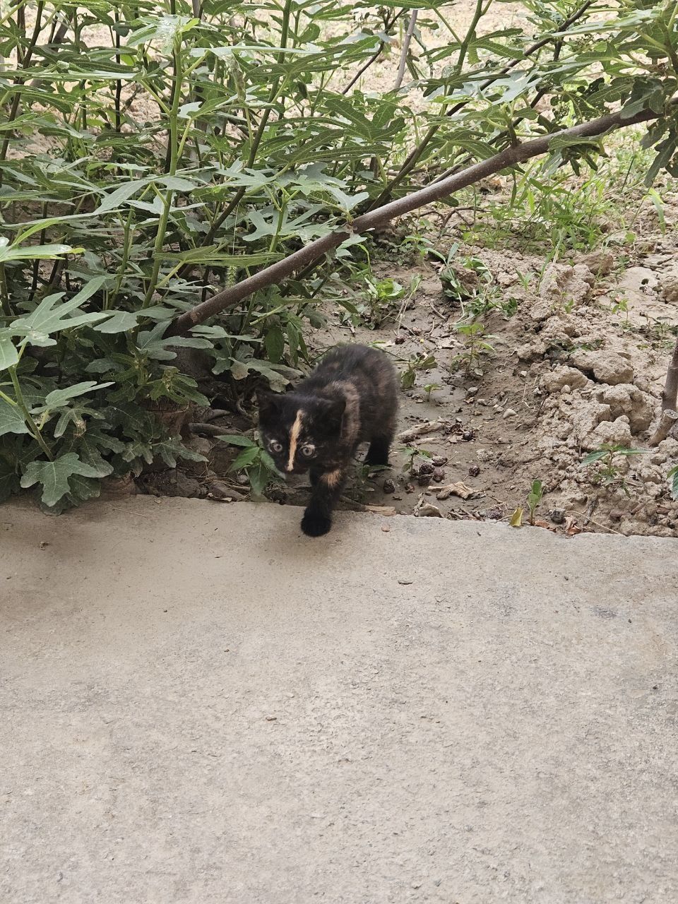 3 кота бесплатно в хорошие руки