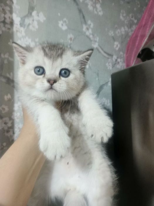 Котенок серебристая шиншилла страйд