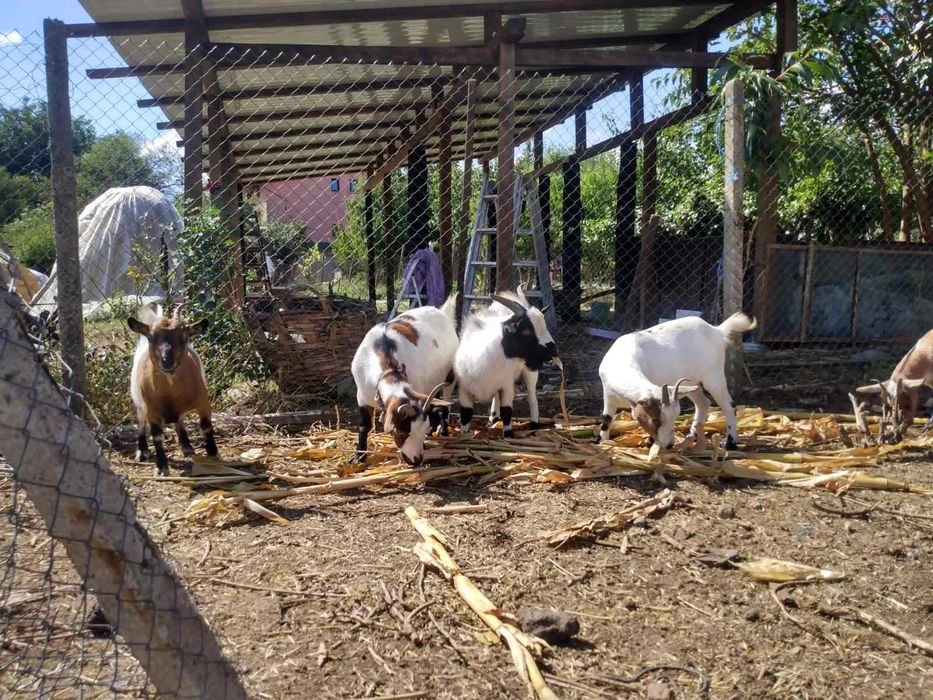 Холандски мини козички