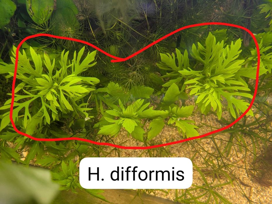 Vand plante de acvariu easy si melci