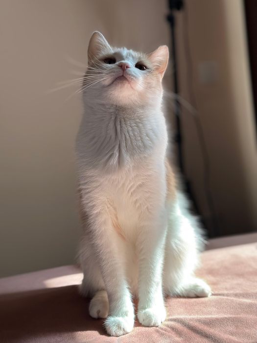 Отдам кошечку в добрые руки