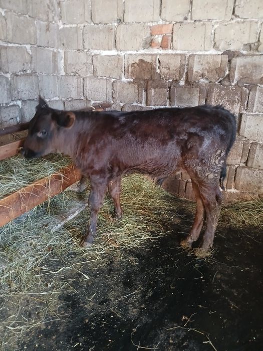 Vând tauras varsta aproape 2 luni