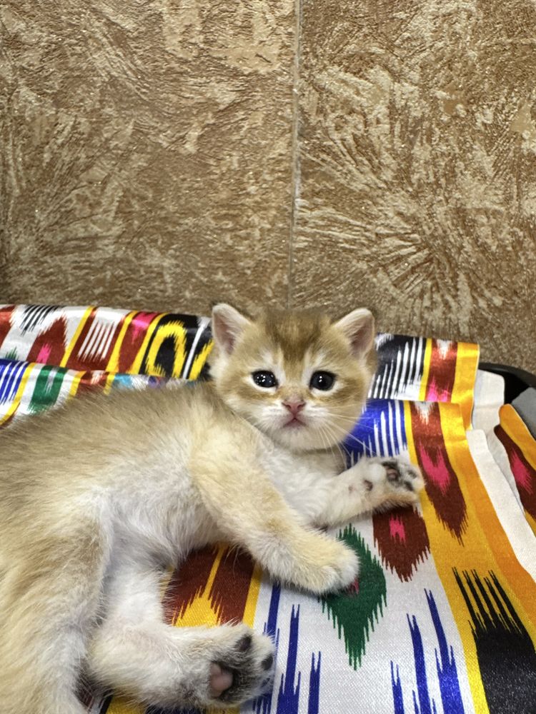 Продаются пухлые котятки, шиншилла
