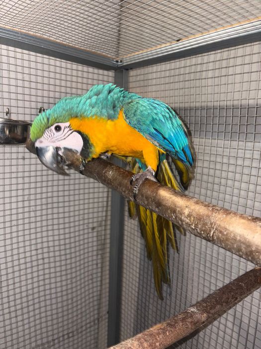 Ara cu pieptul galben FEMELA