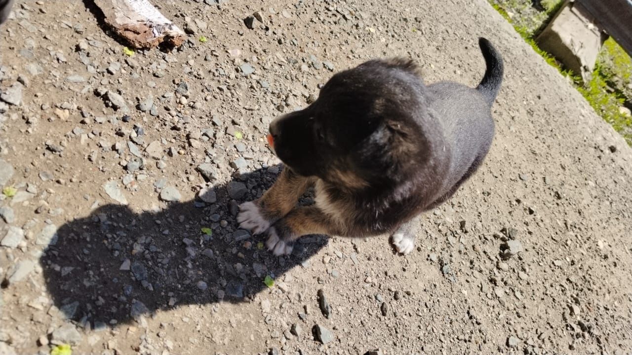 2 собаки и один щенок девочка