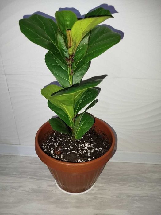 Fikus lirata фикус лирата