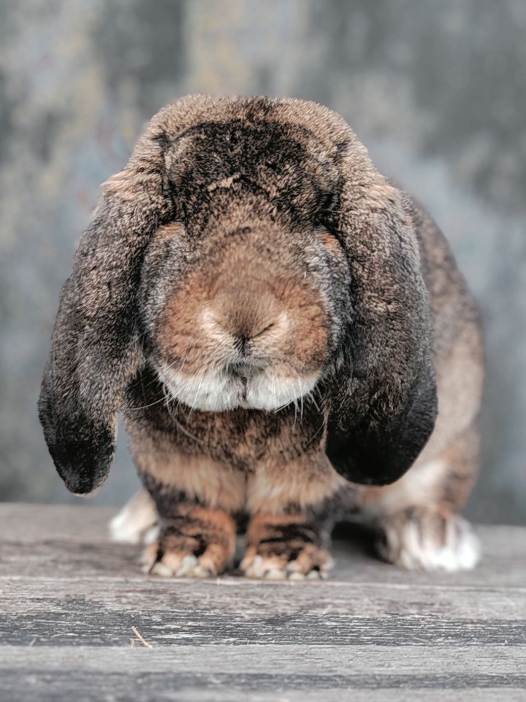 Berbec german agouti