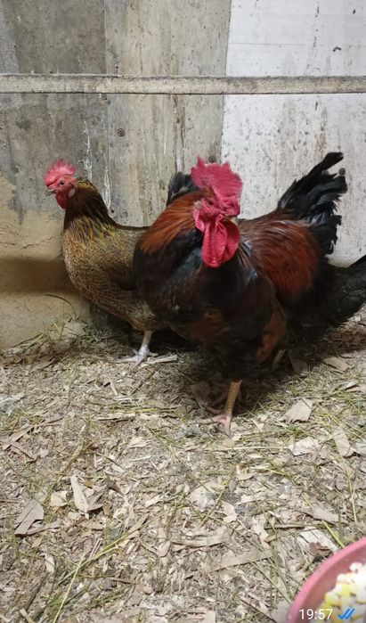 Продам курица и петухами кучин сицвый харошый шустрый активный несут я