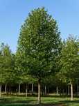Platan-Platanus acerifolia