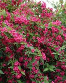 Pomi Ornamentali  weigela roz siclamen