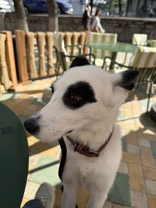 Собака ищет дом , ласковая , обученная