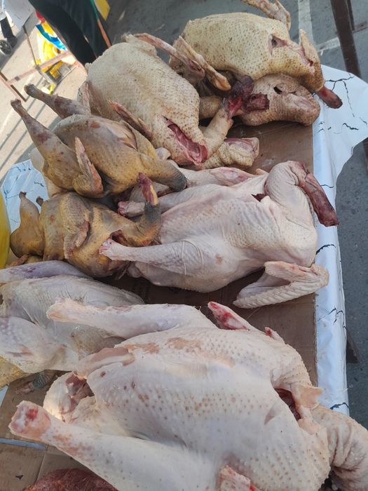 Мясо индейки, утки, цесарки продаются