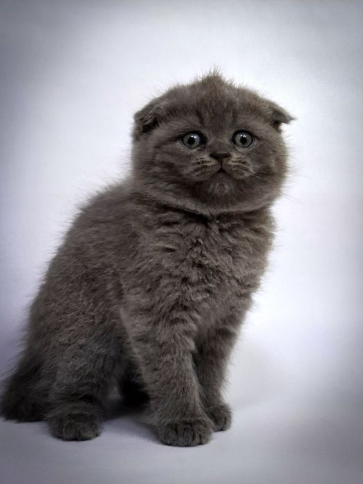 Шотландские вислоухие котята