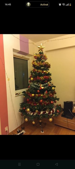 Vând Brad de Crăciun