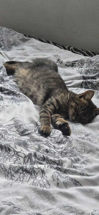 Котенце на 4 месеца си търси дом