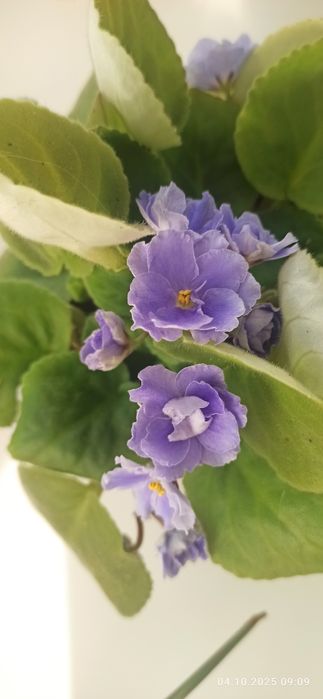 Продам комнатные фиалки