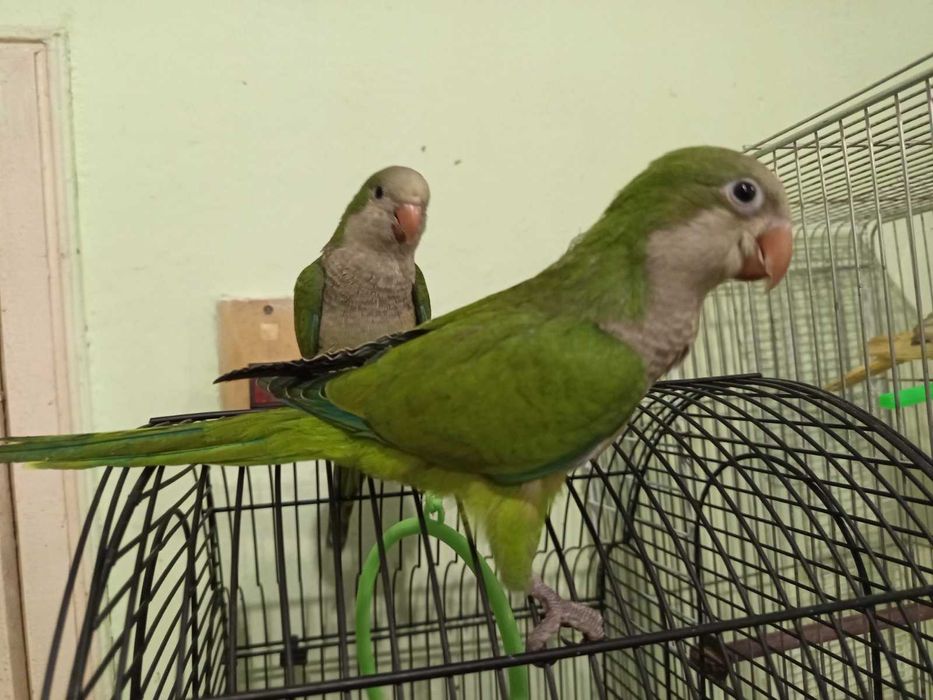 Монах-ръчно хранен