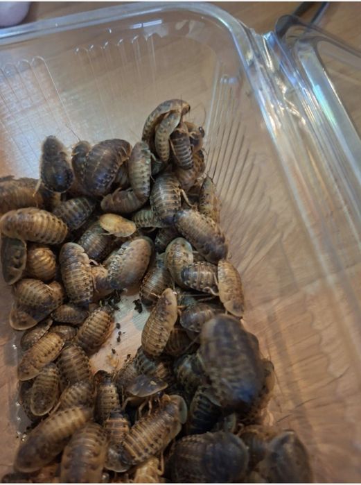 Хлебарки Дубиа — Blaptica Dubia