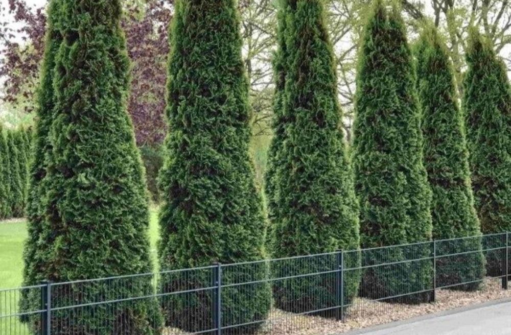 Vand tuia smaragd de 1m - 3,5m ( pomi, brazi tuia columnaris, smaragd