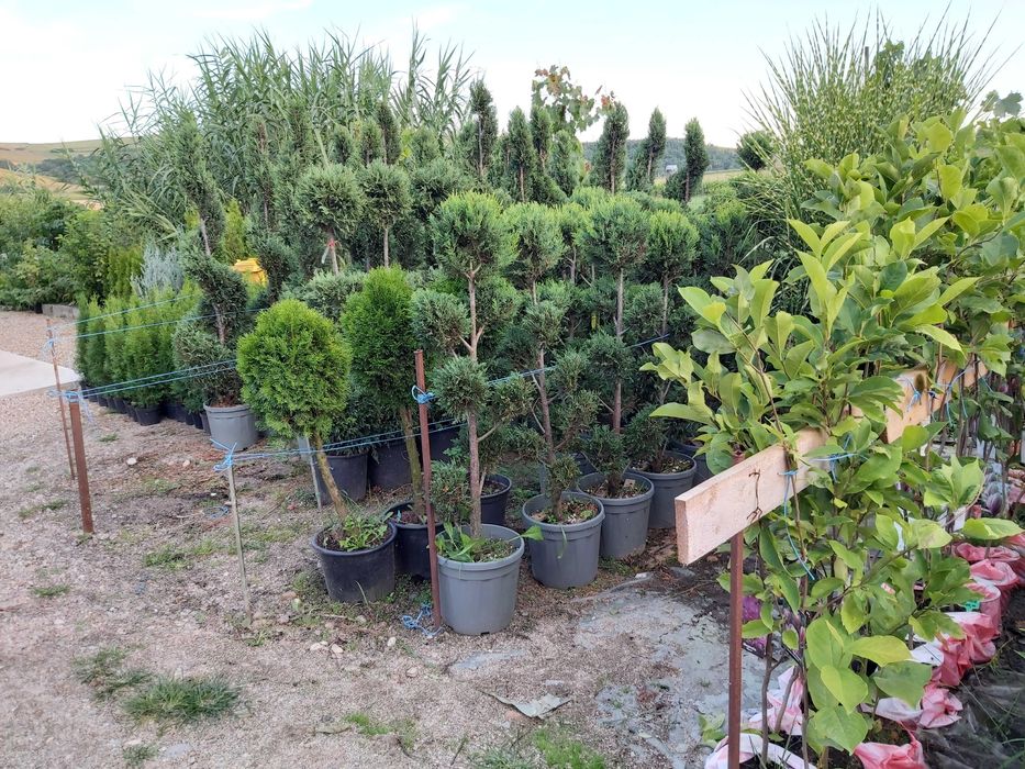 Vand conifere si plante ornamentale la ghiveci