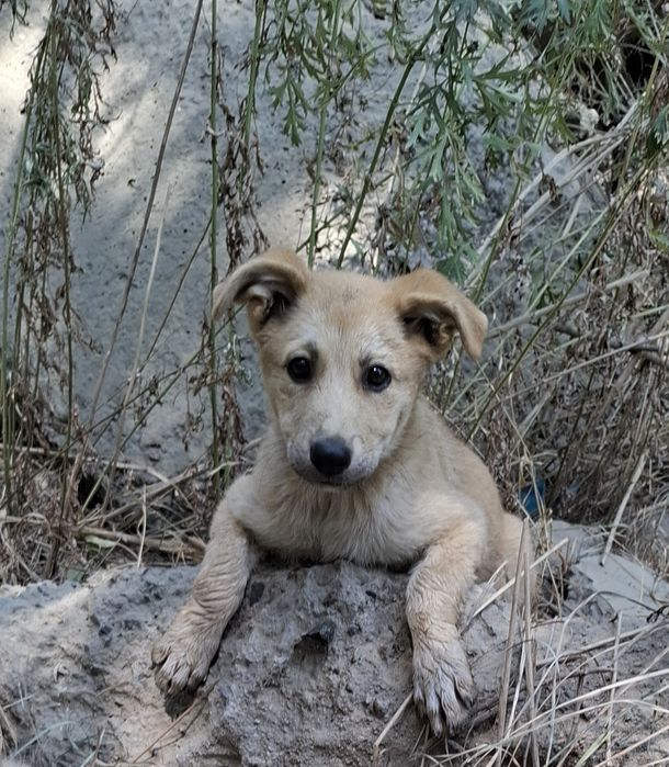 Щенок ищет  дом, любящих хозяев.