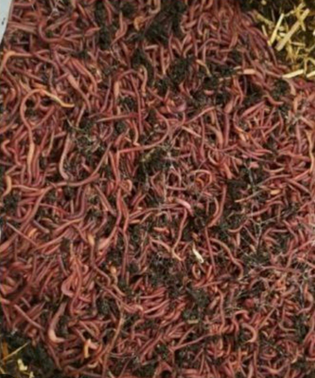 Kaliforniy qizil chuvalchanglari sof go‘sht holatda 1 kg 70 ming sum
