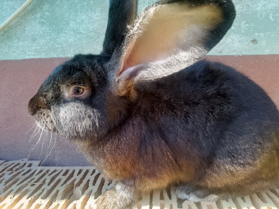 Vând iepuri prețuri foarte BUNE !!!