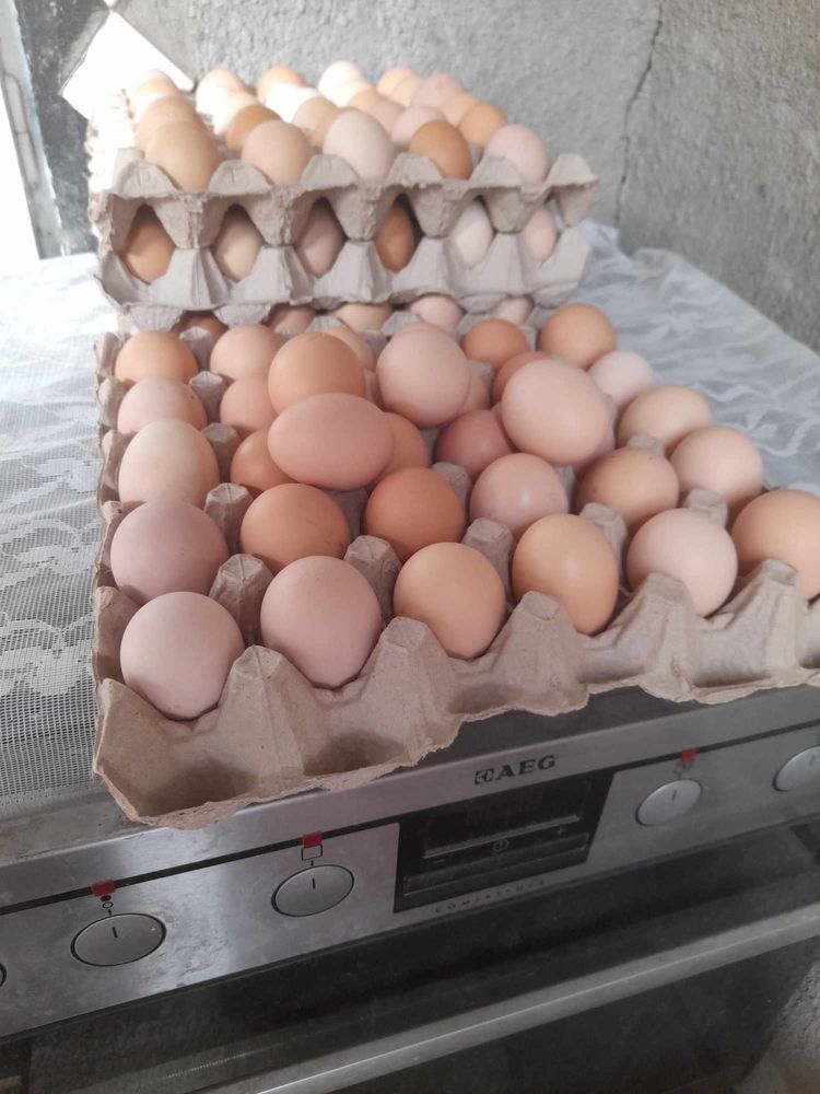 Пресни домашни яйца 1 кора 12 лв- 30 броя