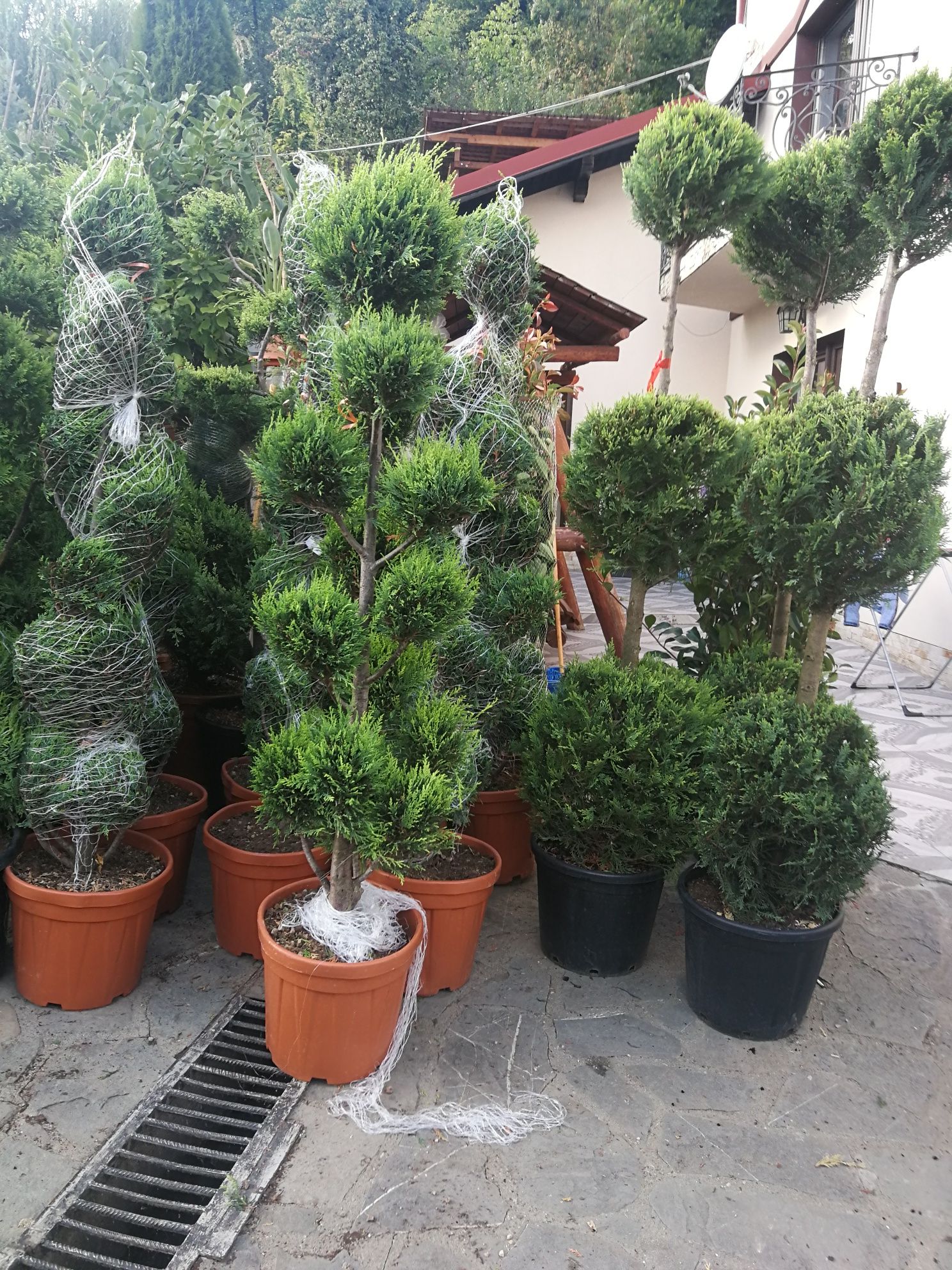 Vand plante ornamentale tuia smaragd