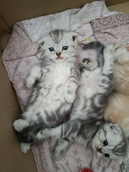 Скотч фолт болалари зотдор гапга чунади соглом