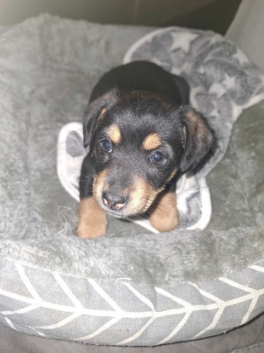 Подарявам малко кученце