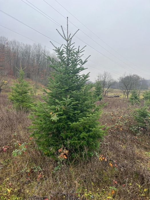 De vânzare Brazi și pomi de craciun