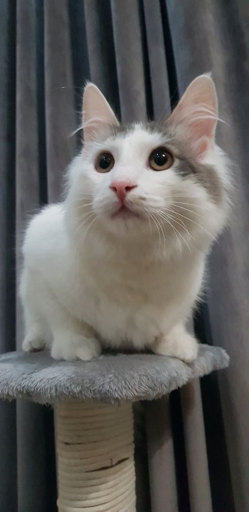 Mushuk Sotiladi Zotli