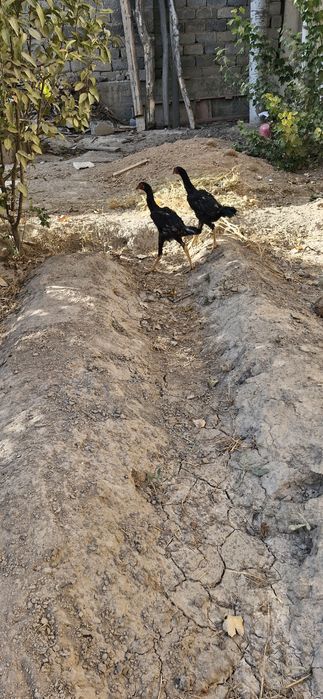 жужа 4ой декан      хуруз