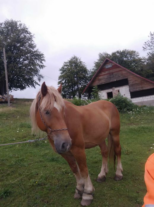 CAI vând un cal și o iapa
