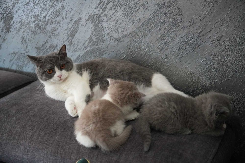 Британска късокосместа