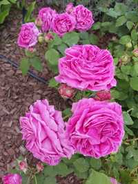 Petale trandafiri Rosa Damascena puternic parfumate