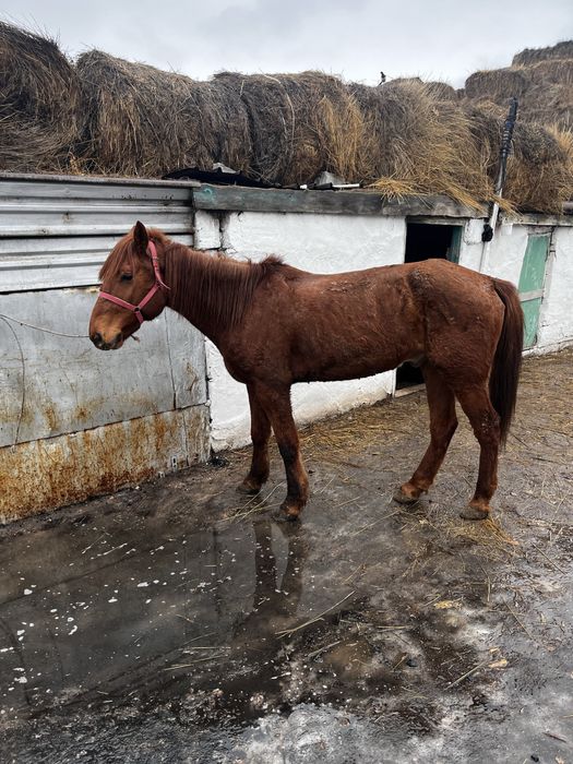Продается лошадь мерин