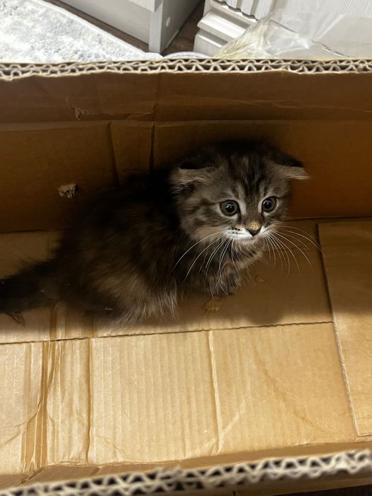 Продаю вислоухая, шиншилла