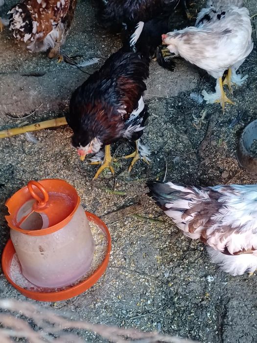 Vând pui (cocoșei) de casă