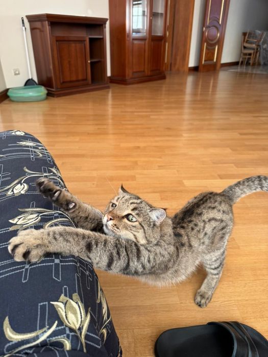 Котенок степной кошки F0