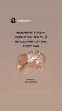 Котята 1,5 месяца рыжие