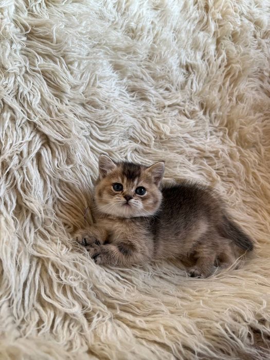 Продаётся Чистокровный Шотландский залатистий шиншила