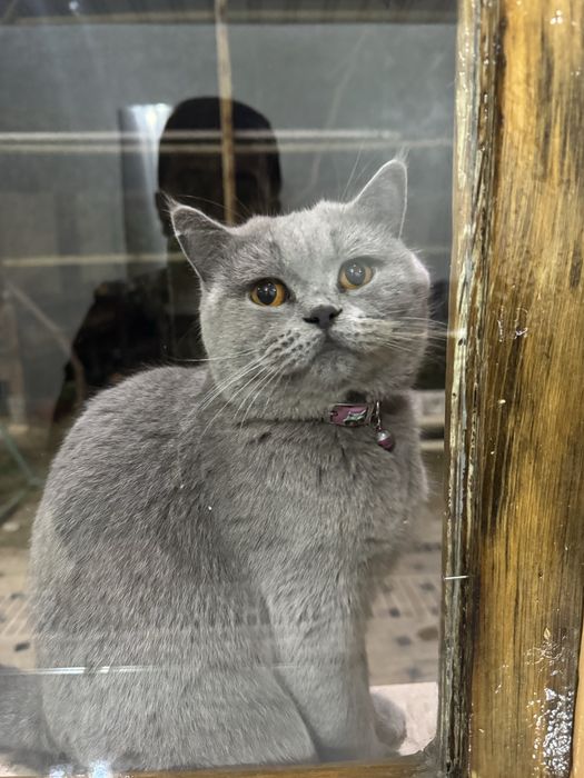 Britanka sotiladi 1 yoshdan oshgan juda yuvosh qiz bola