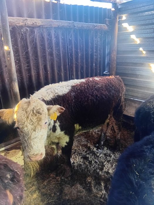 Продам бычков и тёлка