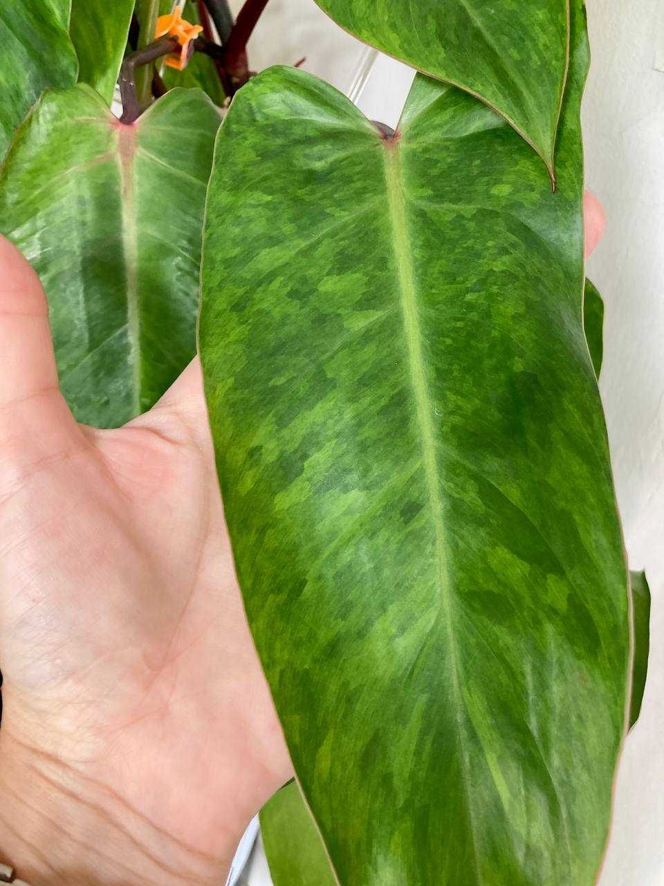 Роскошный филодендрон медуза (Philodendron Medusa), взрослое растение
