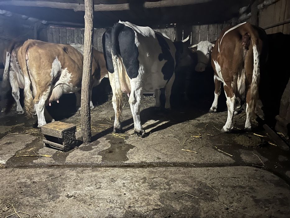 Vand vaci baltata romaneasca superbe de lapte