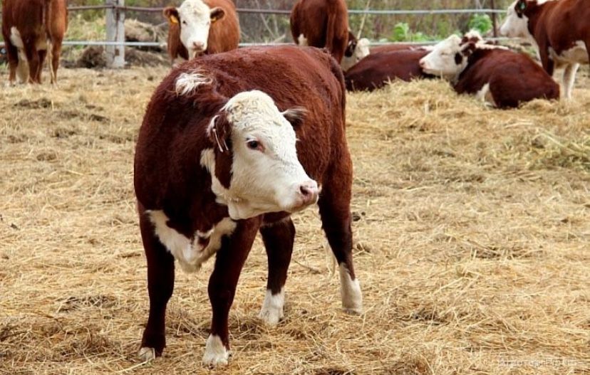 Ақбас 1.5 жастылар , падсостар сатылады.